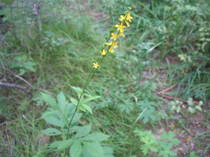 治疗癌症疼痛，恶性肿瘤疼痛的中药方