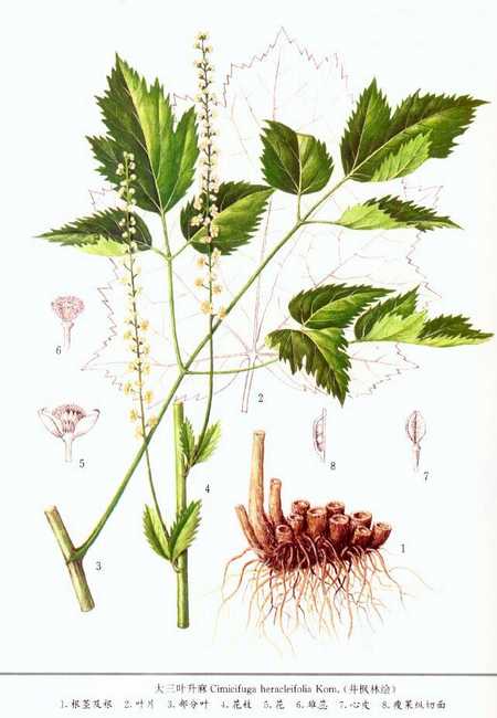 药物所致白细胞减少的中医辩证治疗医案