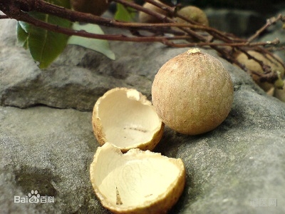 龙眼壳的功效与作用，龙眼壳煎水外洗治疗皮肤病