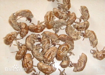 名老中医中药治疗破伤风一例