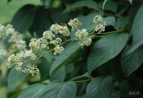 雷公藤的功效与作用，雷公藤内服治疗类风湿性关节炎
