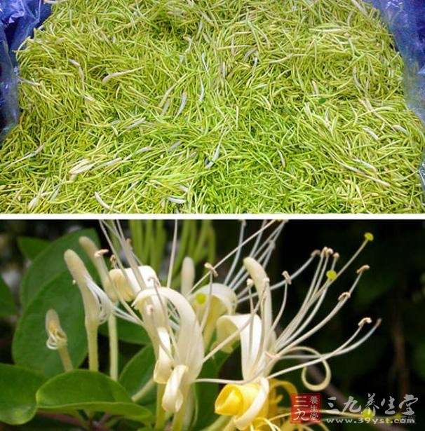 伪膜性肠炎中医治疗医案