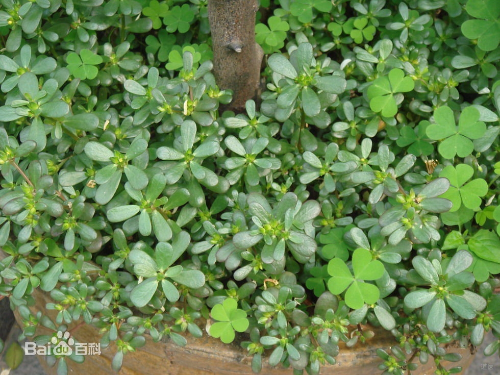 缠腰火丹怎么治疗，马齿苋膏疗效佳