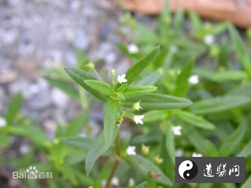 猪胆汁的功效与作用，猪胆汁配合中草药治疗乳腺癌