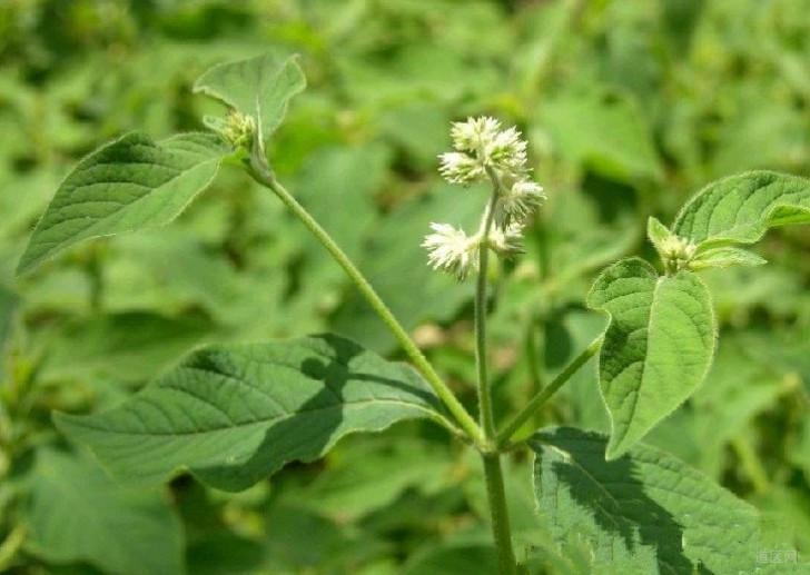 怀牛膝的功效与作用，怀牛膝可治疗梅毒