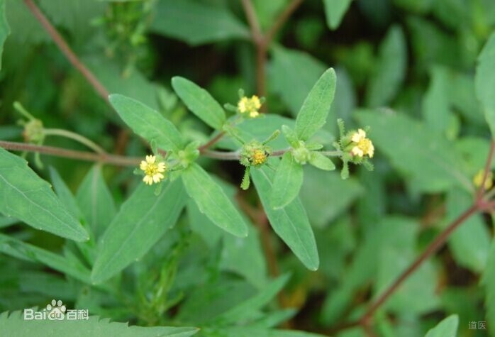 重用豨莶草治疗急性风湿性关节炎
