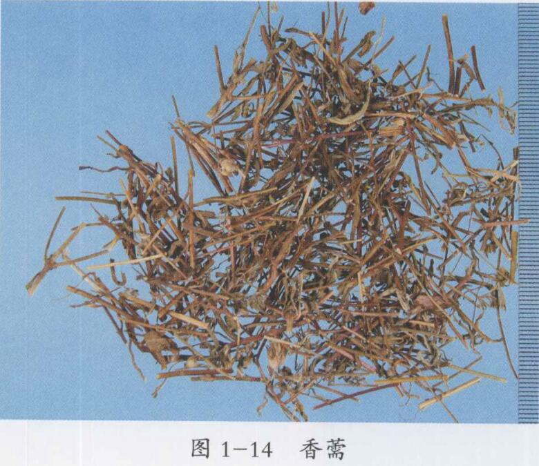 新加香薷饮合六一散治疗暑热感冒