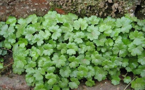 名中医重用金钱草治疗尿路结石一例