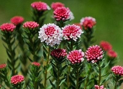 狼毒蛋治肺痨方