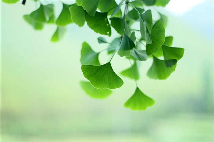 银杏叶片的功效与作用及副作用