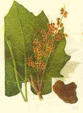 治疗痤疮的面膜配方，青春痘的食疗方法大全