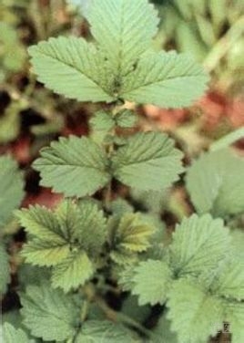 仙鹤草、大枣治愈阴阳俱虚盗汗一例