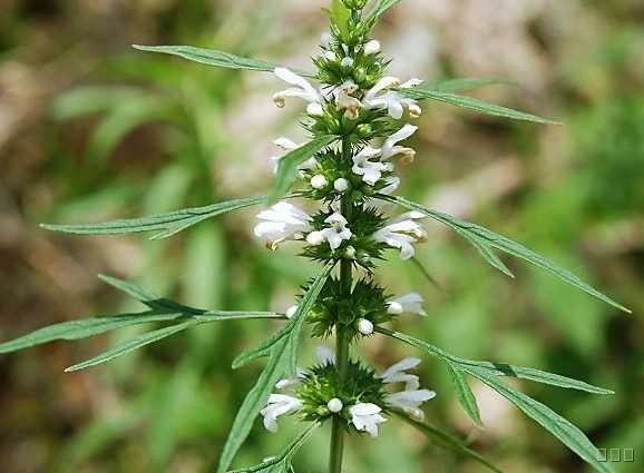 益母草的临床应用，益母草的用法用量