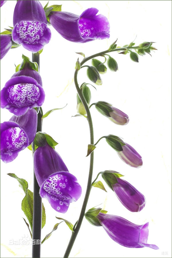 白血病的中医疗法，养阴清热用鲜品