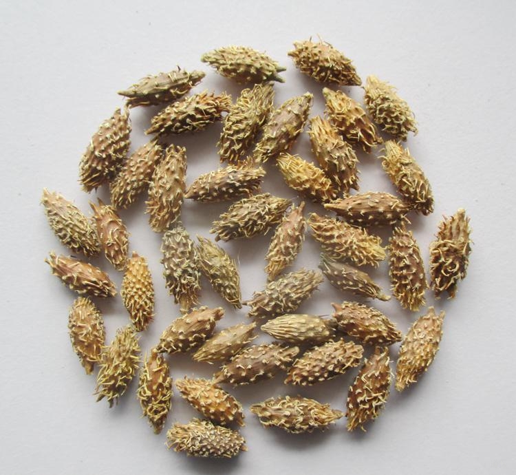 苍耳子治疗药物疹及头痛有显效