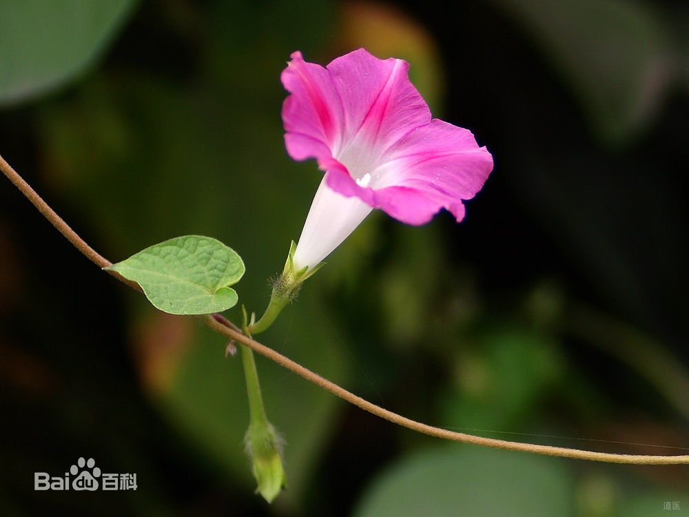 牵牛临床应用经验，凡有实滞之象均可用之