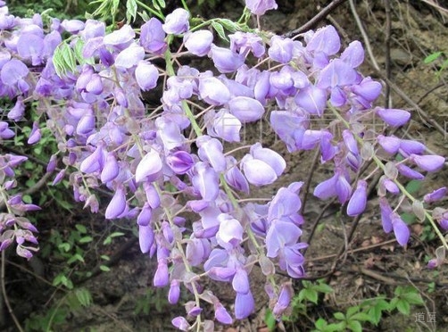 能防醉解酒的中药妙方，有效减少醉酒