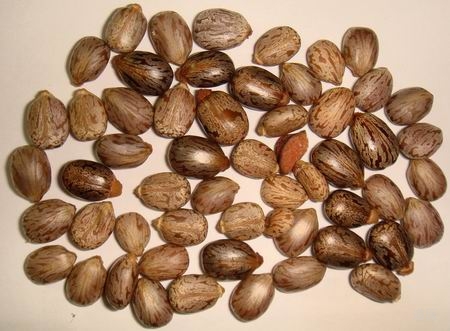 蓖麻子治疗面瘫，口眼斜有奇效