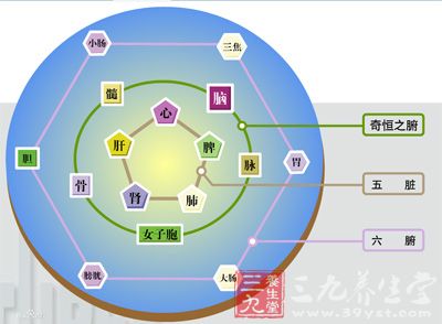 奇恒之腑包含哪些脏腑