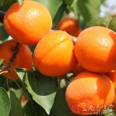 杏子的功效和作用是什么