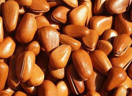 松子的功效与作用,吃松子有什么好处