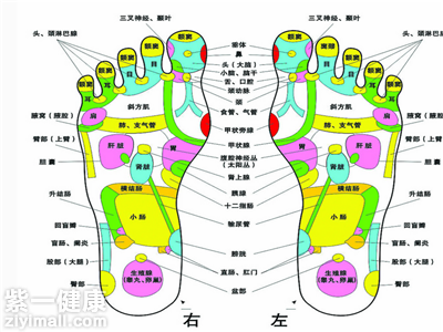 脚底按摩图反射区图片