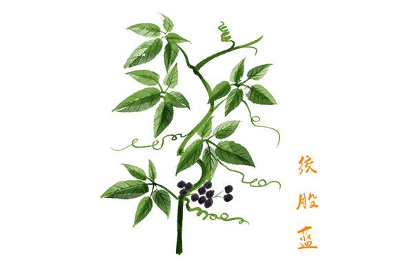 绞股蓝泡水喝的功效 绞股蓝泡水喝对身体的好处