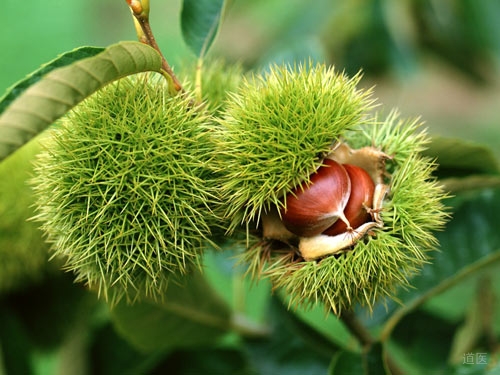 养胃的食物有哪些，养胃的零食大全