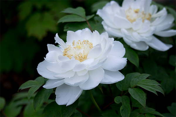 牡丹皮的功效与作用 牡丹皮的好处