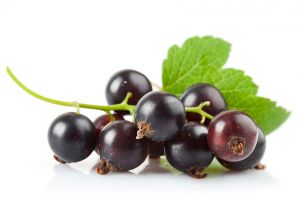 黑加仑的营养价值及功效与作用