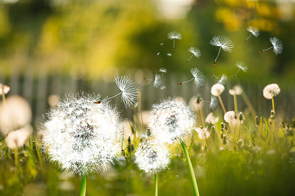 蒲公英根的功效与作用 蒲公英根给人体带来的好处