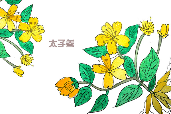 太子参的功效与作用 太子参有什么用处