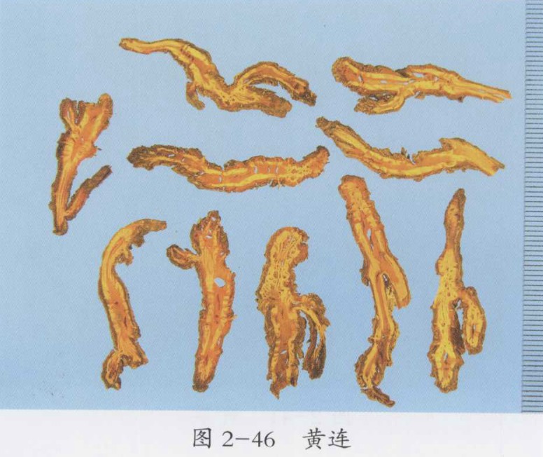 支气管扩张的中医辨证治疗经验